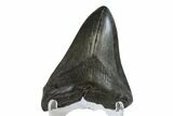 Bargain, Fossil Megalodon Tooth - South Carolina #162342-2